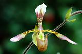 Lady slipper (orchid)