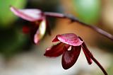 Deep red lady slipper (orchid)