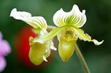 Green lady slipper (orchid)