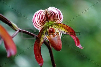 Red lady slipper (orchid)