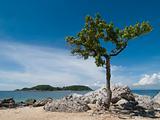 Tree on the beach