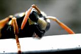 wasp portrait