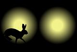 Headlight rabbit