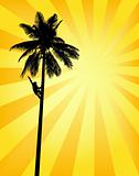Sun palm