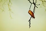 Single leaf on tree