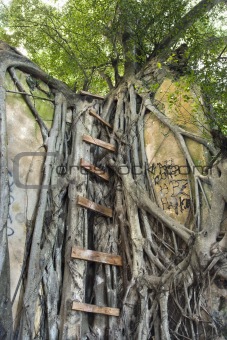 Ladder on Banyan tree.