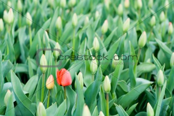 First Spring Red Tulips