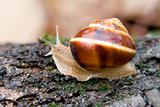 Snail in a Summer Garden 1