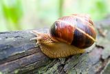 Snail in a Summer Garden 2