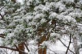 Snow on Pine Branches
