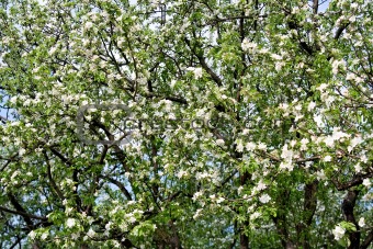 Apple Blossom 4