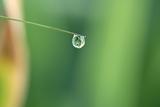 Small dewdrop