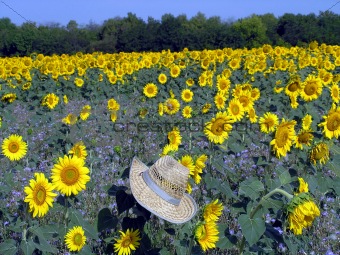 sunflower in the straw hat