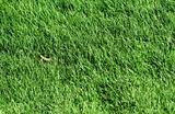 Grass green / background