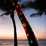Colored lights on palm tree.