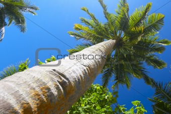 big palmtree