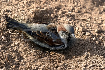 Sparrow in a dust
