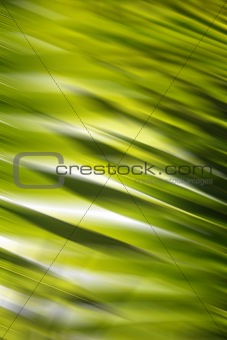 Abstract Forest Background