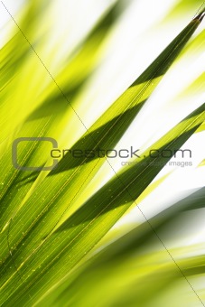 Abstract Forest Background
