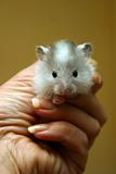 Small hamster 