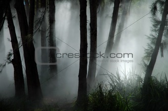 forest haze