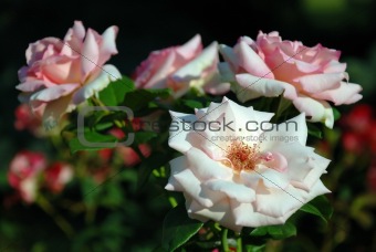 White roses #2