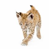 Lynx cub (2 mounths)