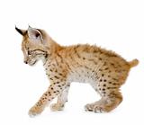 Lynx cub (2 mounths)