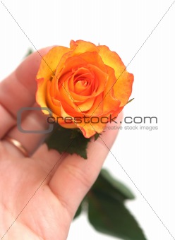 Yellow rose in a hand on a white background