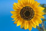 Sunflower against the blue background
