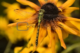 Wet dragonfly on yellow flower.