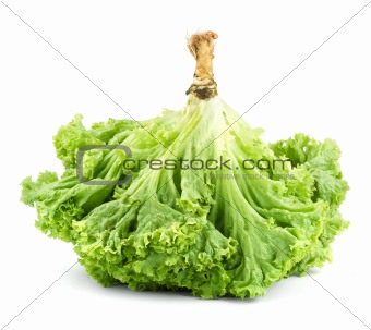 Lettuce