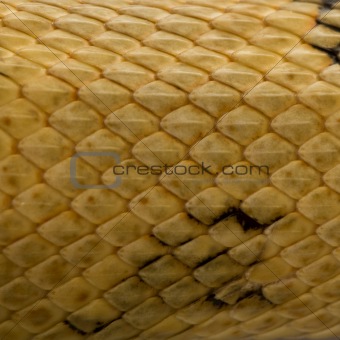 Close-up of Trans-Pecos rat snake scales, Bogertophis suboculari