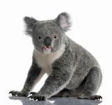 Young koala, Phascolarctos cinereus, 14 months old, sitting in f