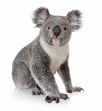 Young koala, Phascolarctos cinereus, 14 months old, sitting in f