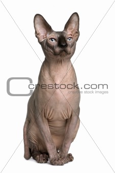 Albino Sphynx Cat