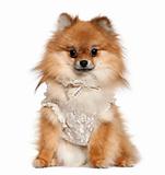 German Spitz dressed in lace, 15 months old, sitting in front of