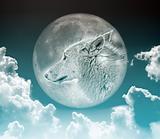 wolf in the moon