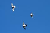 Flying Pigeons 