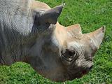 Rhinocerous 14
