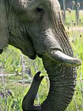 Elephant head 4