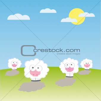 Sheep on the field