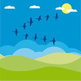 Birds migratory