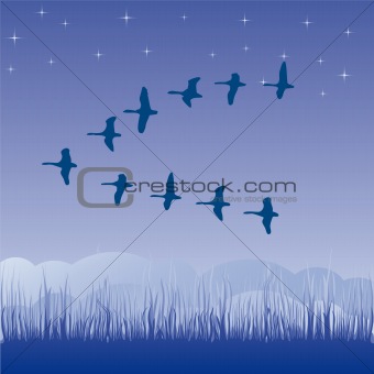 Birds migratory