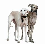 Two Galgo espanol dogs, 8 and 7 years old, standing in front of 