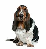 Basset hound, 2 years old, sitting in front of white background