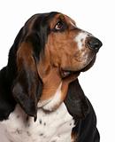 Close-up of Basset hound, 2 years old, in front of white backgro