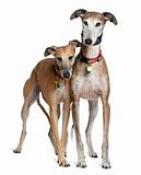 Two Galgo espanols, 3 and 6 years old, standing in front of whit