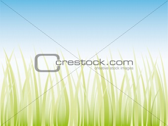 vector grass illustration