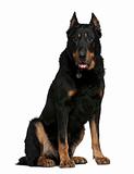 Beauceron dog, 10 years old, sitting in front of white backgroun